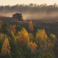 осінні жнива...