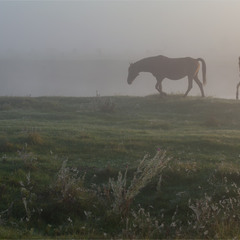 світанкова історія