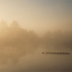 світанкова прогулянка...