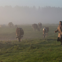 на випасі...