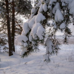 дочекалися!