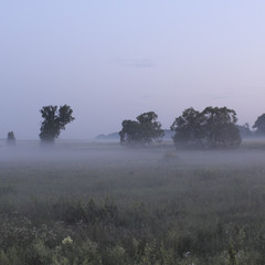 // ранковий туман