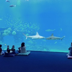 Спостереження за акулами.