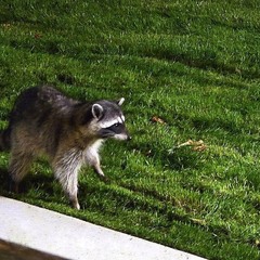 Непроханий гicть.