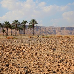 Оазис пустыни.