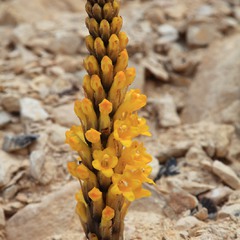 Цветочек пустыни (Цистанхе).
