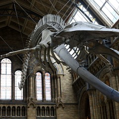 Скелет синього кита.