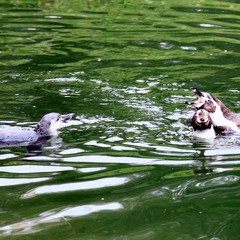 Ану провалюй звідси!:))