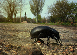 Великий жук у маленькому містечку