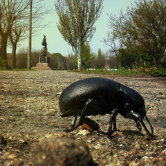 Великий жук у маленькому містечку