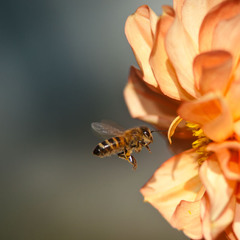 Бджілка жу-жу
