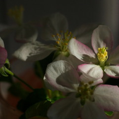 Утренние цветы...