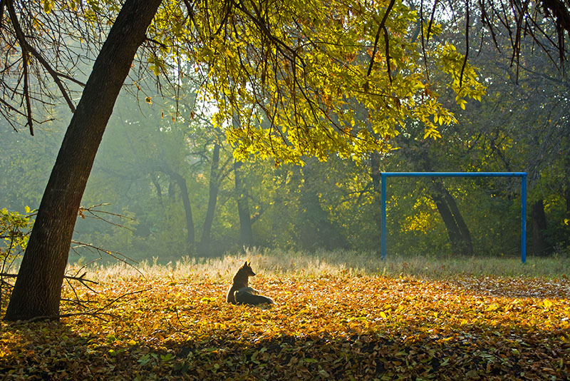 Утро в парке