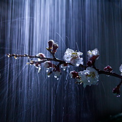 весенний дождь