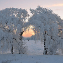 ажурні ворота в морозний ранок