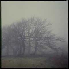 ghostly trees