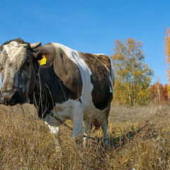Богiня...або Украiна починаеться з корови...