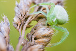 Thomisidae - Павук-краб