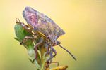 Dolycoris baccarum - Щитник ягідний