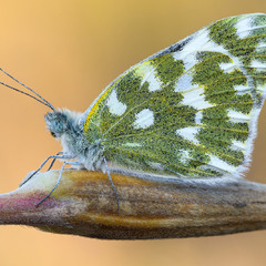 Pontia edusa  - Білюх ріпаковий