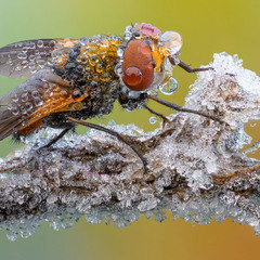 Tachinidae - Тахінові мухи