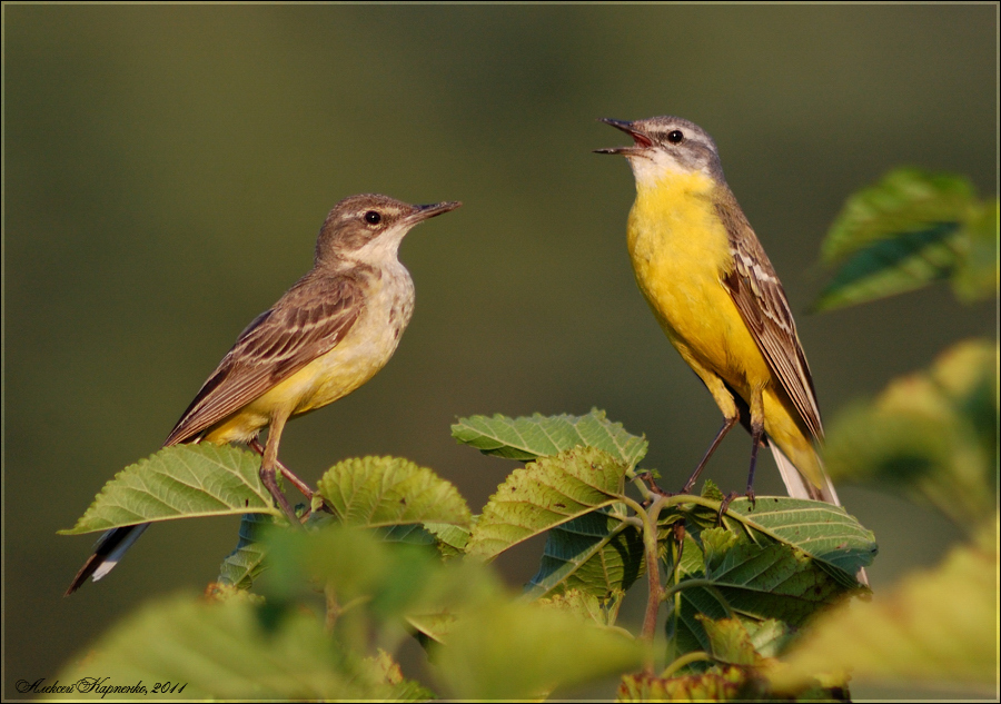 Трясогузка птица фото самец и самка