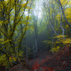 Крымский лес