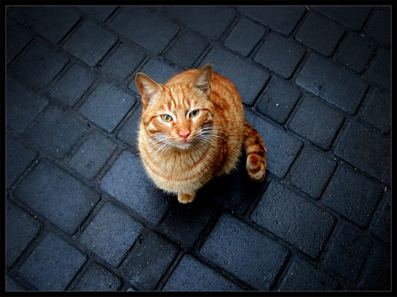 Кот стасик и ленка. Рыжий кот Стасик. Смешные портреты рыжих котов фото. Кот станислав9.