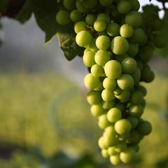 Первый виноград