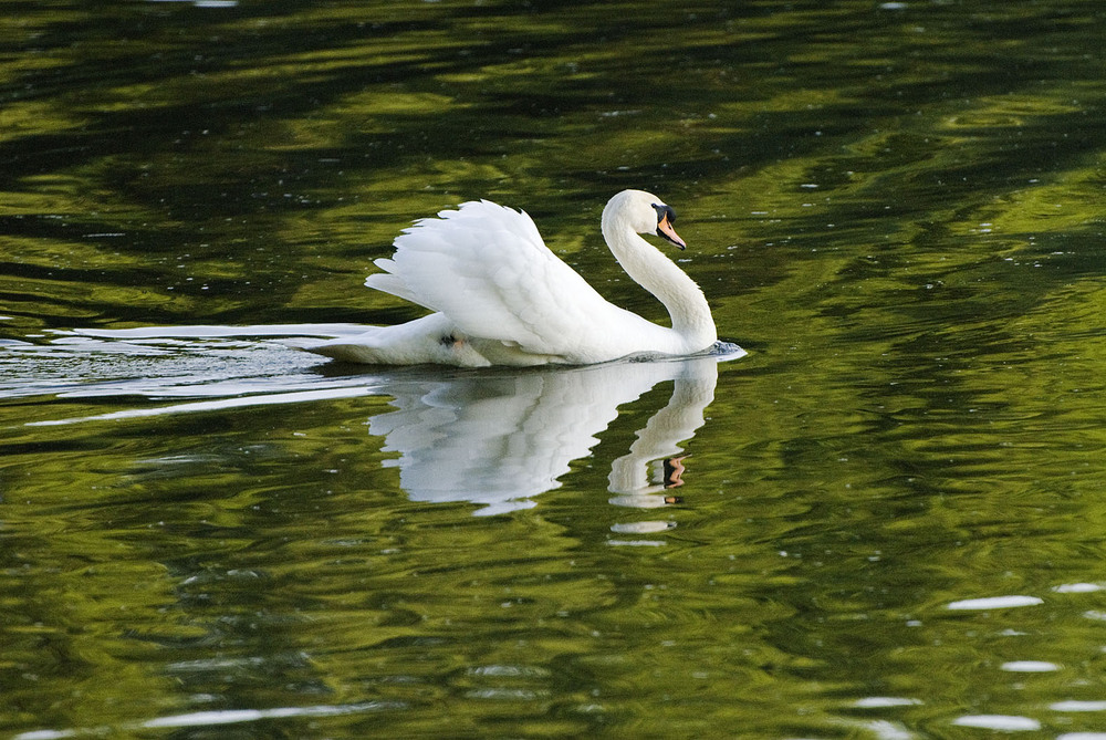 Фото лебедь плывет