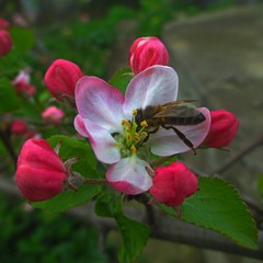 Пчела на цветке яблони.