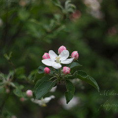 яблуневий цвiт