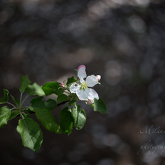 яблуневий цвiт