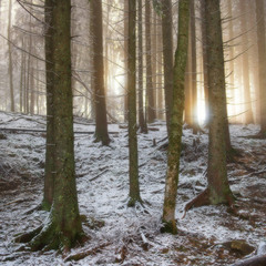 Ёлки-палки лес густой или встречая утро в лесу