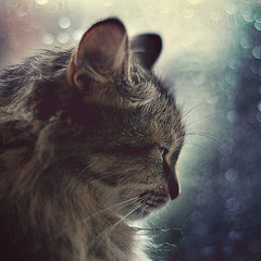 просто грустный портрет маленькой кошки