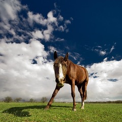 пятничная лошадь :)
