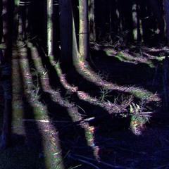 В тёмно-синем лесу ...