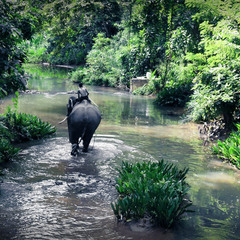 Sri Lanka Jungle