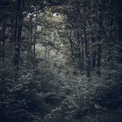 Казковий ліс