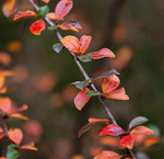 Осенняя веточка