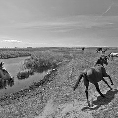 0227  Ходят кони над рекою
