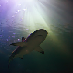 0212  "посмішка"  акули