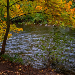 Вирувала річка через осінь
