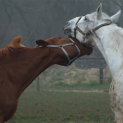 0801 Почуяв март, влюблялись кони...
