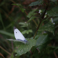 0446  Просто бабочка