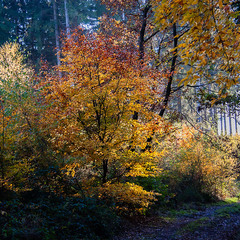 Осень по лесу гуляет