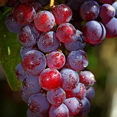 Дозрів виноград