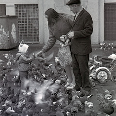 0711  Покормить голубей