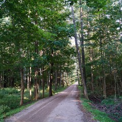 дорога в лес