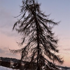 пьяное  дерево в парке Стокгольма